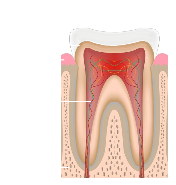 Endodontics Health Tooth